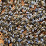 Honigbienen