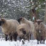 Schafe auf der Streuobstwiese