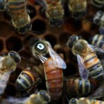 Bienenkönigin