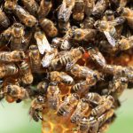 Honigbienen