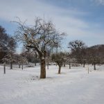 Streuobstwiese im Januar