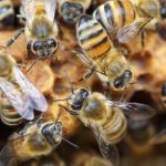 Honigbienen
