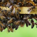 Honigbienen