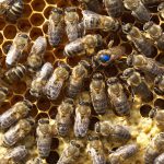 Bienenkönigin