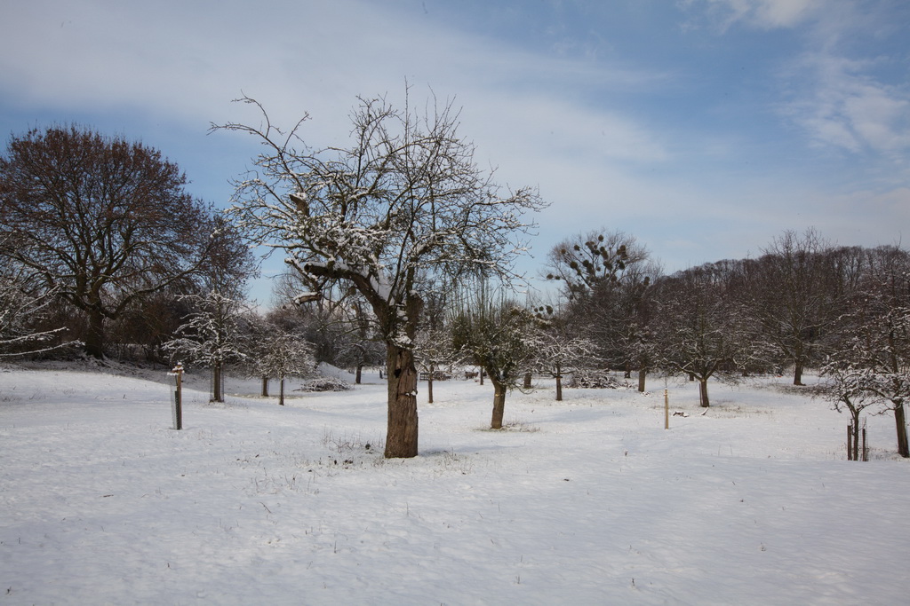 Streuobstwiese im Januar